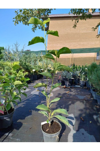 Магнолія Суланжа Спеціоза - 3л/вис.60-90см/Ø20-30см